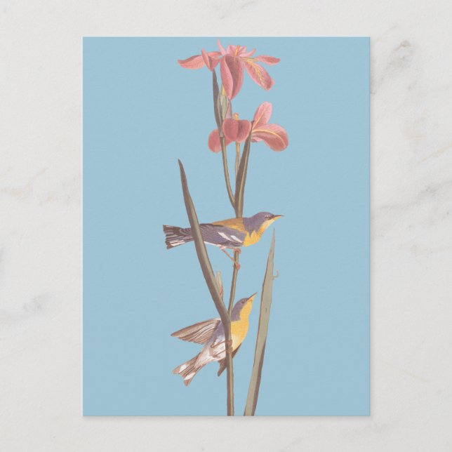 Carte Postale Chanson d'Audubon sur la Paruline jaune bleu (Devant)