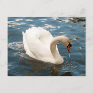 Carte Postale Chanson de cygne