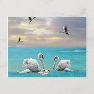 Carte Postale Chanson Du Cygne Blanc,