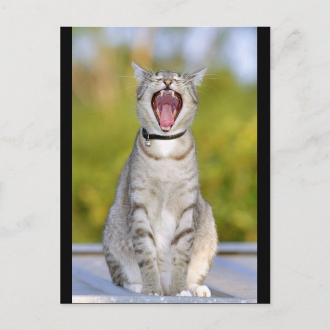 Carte Postale Chant Chat (Devant)
