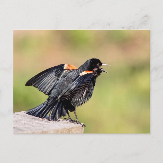 Carte Postale Chant de Blackbird à ailes rouges (Devant)