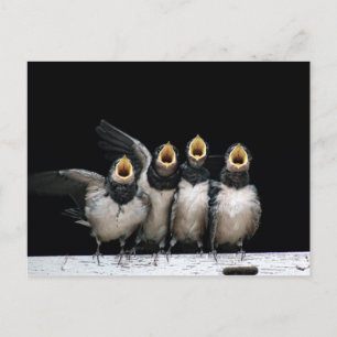 Carte Postale Chant d'hirondelle de grange