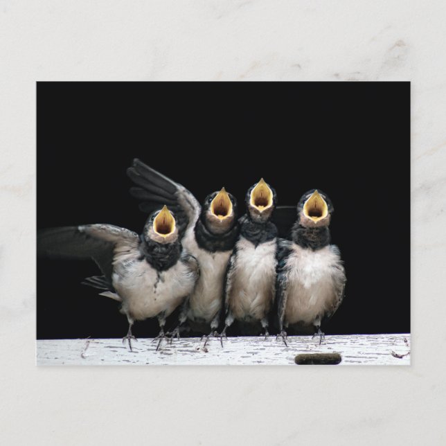 Carte Postale Chant d'hirondelle de grange (Devant)