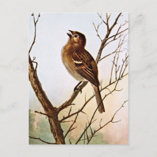 Carte Postale Chant du Bruant de champ