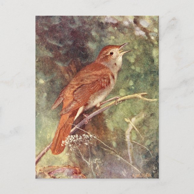 Carte Postale Chant nocturne (Devant)