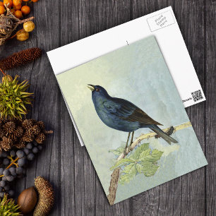 Carte Postale Chanter Blackbird Watercolor PostCard