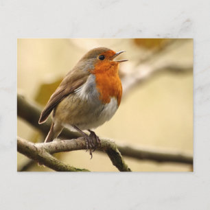 Carte Postale Chanter Robin