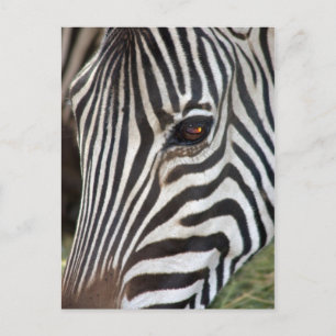 Carte Postale Chapman's Zebra Postcard