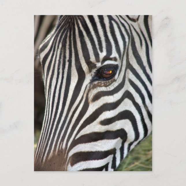 Carte Postale Chapman's Zebra Postcard (Devant)