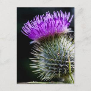 Carte Postale chardon