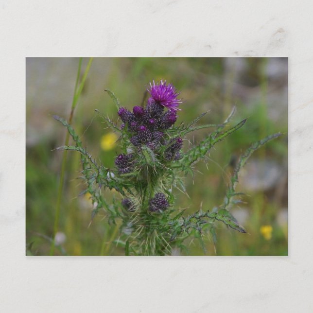 Carte Postale Chardon (Devant)