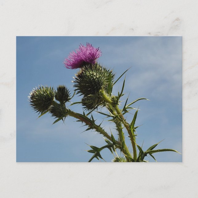 Carte Postale Chardon (Devant)