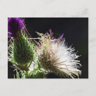 Carte postale chardon