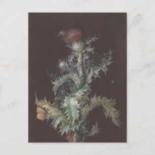 Carte Postale Chardon aux insectes 1755 Johann C. Dietzsch