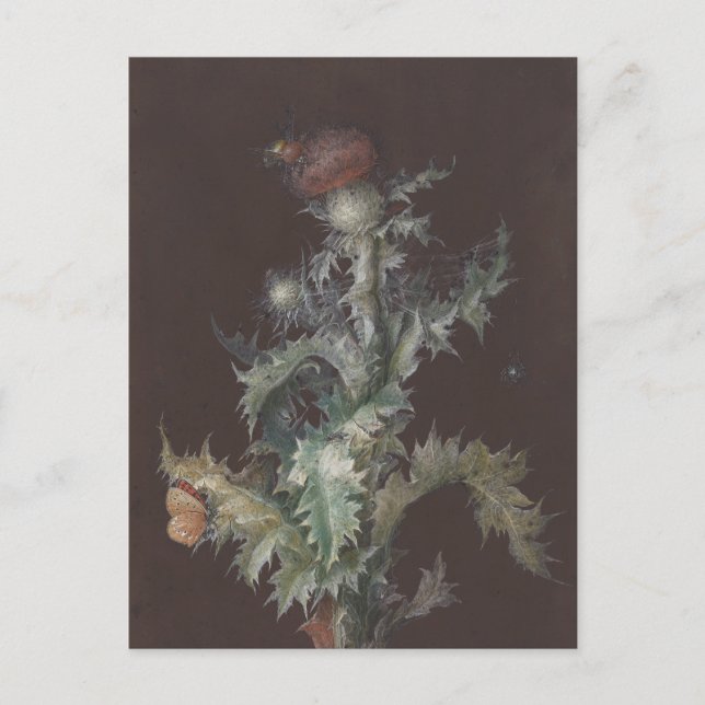 Carte Postale Chardon aux insectes 1755 Johann C. Dietzsch (Devant)