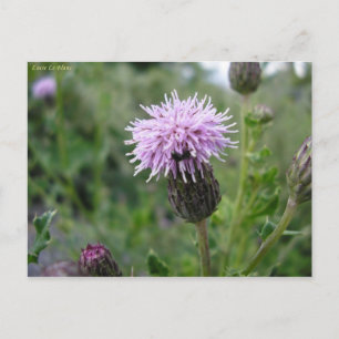Carte Postale Chardon des champs