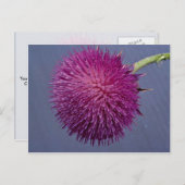 Carte Postale Chardon en fleur (Devant / Derrière)