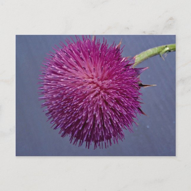 Carte Postale Chardon en fleur (Devant)