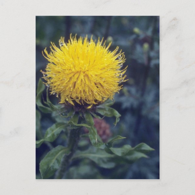 Carte Postale Chardon étoilé jaune (Centaurea Macrophala) (Devant)