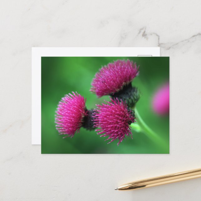 Carte postale chardon violet (Devant/Arrière en situation)