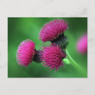 Carte postale chardon violet