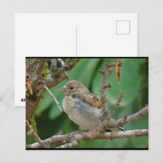 Carte Postale Chardonneret élégant juvénile dans un amandier