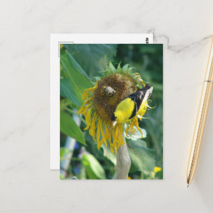 Carte Postale Chardonneret et tournesol