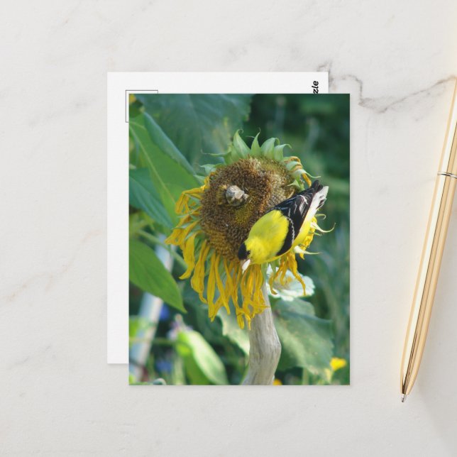 Carte Postale Chardonneret et tournesol (Devant/Arrière en situation)