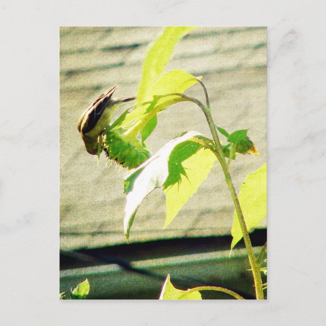 Carte Postale Chardonneret et Tournesol (Devant)