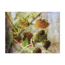 Chardonneret et Tournesols