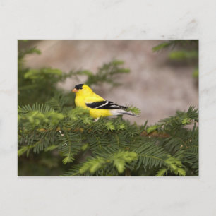 Carte Postale Chardonneret jaune mâle dans un arbre