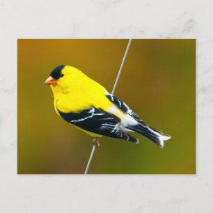 Carte Postale Chardonneret jaune - Photographie originale
