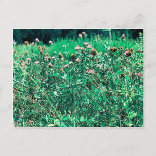 Carte Postale Chardons
