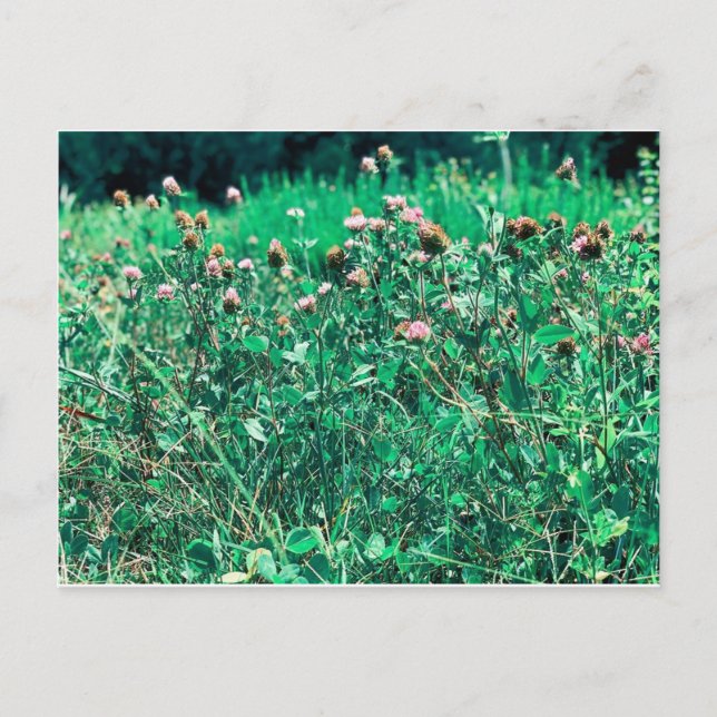 Carte Postale Chardons (Devant)