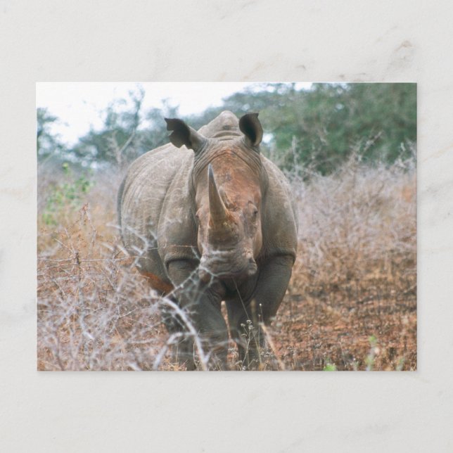 Carte Postale Chargement Rhino (Devant)