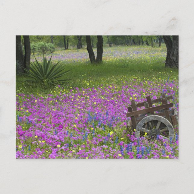 Carte Postale Chariot en bois dans un champ de Phlox, Blue Bonne (Devant)
