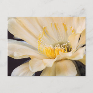 Carte Postale Charlemagne Echinopsis en fleurs