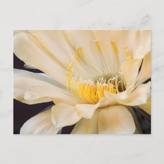 Carte Postale Charlemagne Echinopsis en fleurs (Devant)