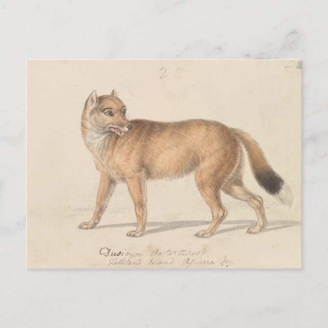 Carte Postale Charles Hamilton Smith - Loup des îles Malouines (Devant)