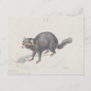 Carte Postale Charles Hamilton Smith - Procyon Cancrivorus