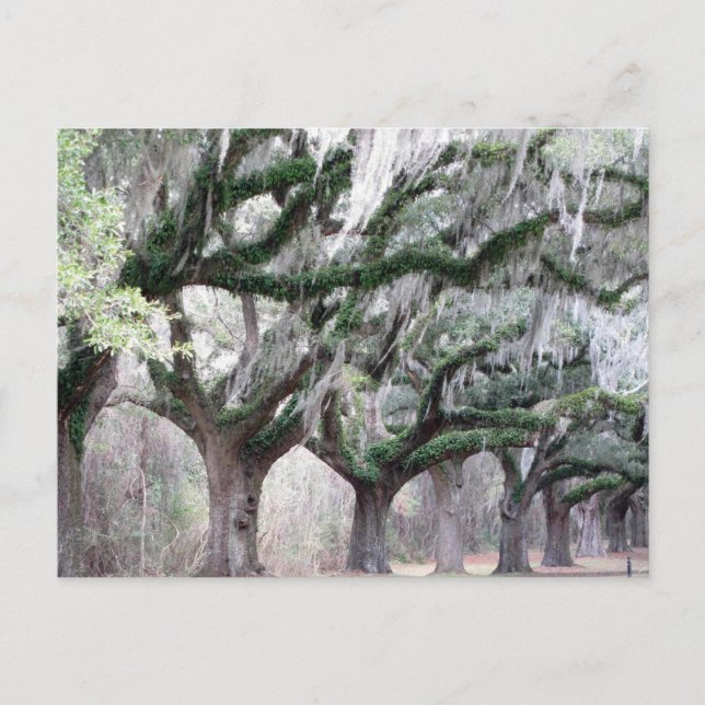 Carte Postale Charleston Oaks (Devant)