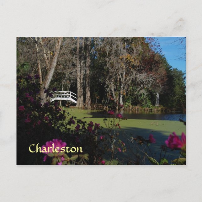 Carte postale Charleston Swamp Garden (Devant)