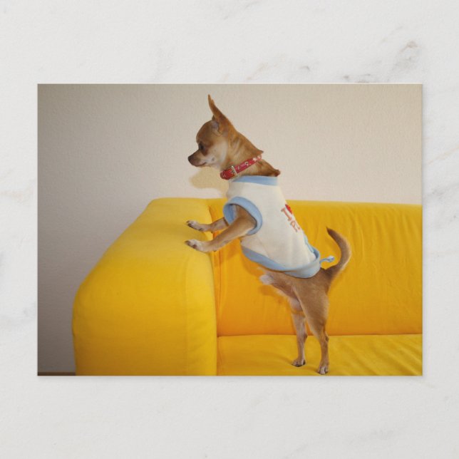 Carte Postale Charlie Chihuahua (Devant)