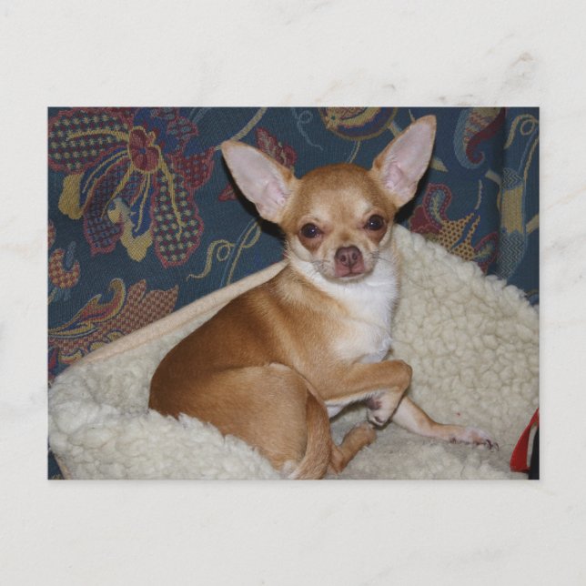 Carte Postale Charlie Chihuahua (Devant)