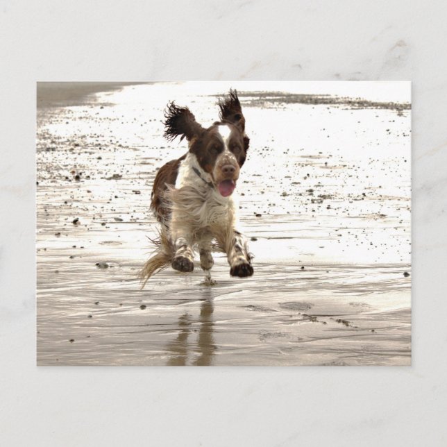 Carte Postale Charlie The Springer (Devant)