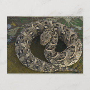 Carte Postale Charmeur de serpents Puff-adder africain Bitis