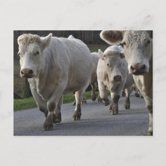 Carte Postale Charolais sur la route