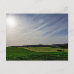 Carte Postale Charrue tirée par des chevaux amish, comté de Holm