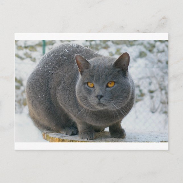 Carte Postale Chartreu dans la neige (Devant)