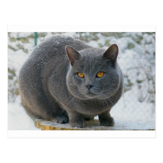 Fetes Occasions Speciales British Bleu Chat Cat Carte D Anniversaire Chats Avec Etoiles De Neige Maison Cdnorteimagen Cl